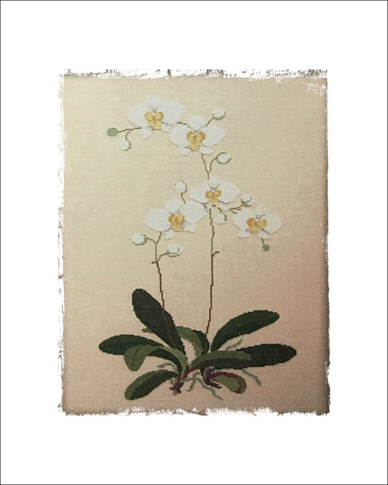 Orkide,Hvid Kit